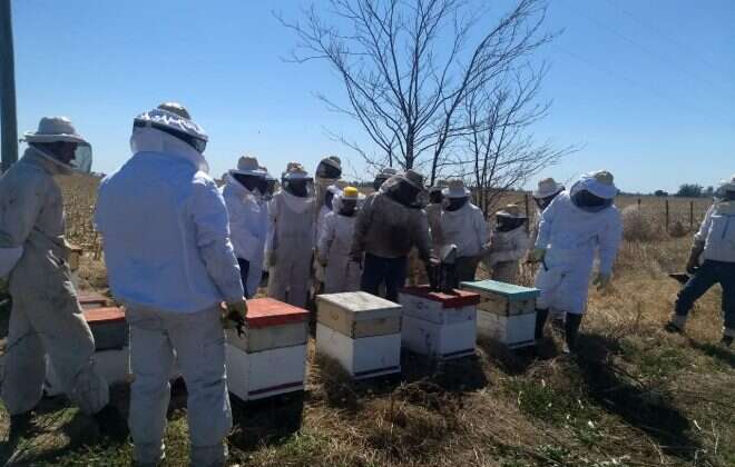 Miel: El oro líquido de las colmenas que La Pampa busca potenciar en producción y comercialización