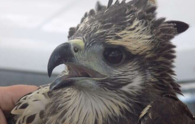 Recursos Naturales comenzó a monitorear un pichón de águila coronada