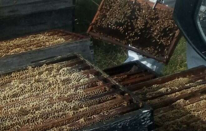 Delegación europea recorrió apiarios y destacó la alta calidad de las mieles pampeanas