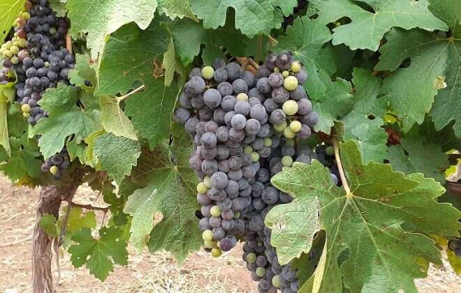 El río Colorado le da vida a una nueva vendimia en La Pampa