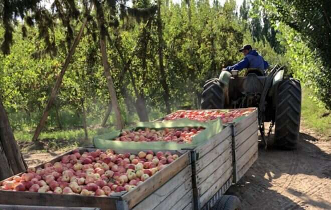 Recuperan chacras y diversifican producción en 25 de Mayo