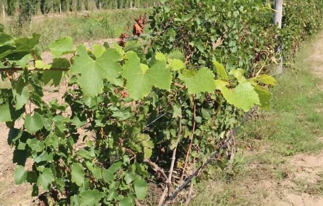 Exitosa prueba vitivinícola en Pichi Huinca