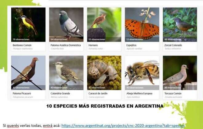 Dorila y General Pico, entre las ciudades con más registros en el City Nature Challenge