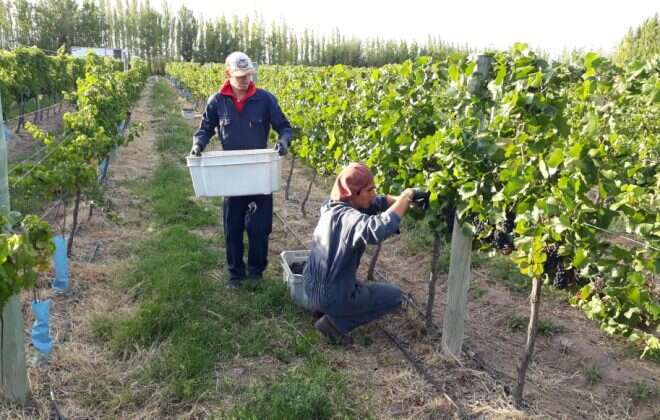 Lanzan capacitaciones virtuales de viticultura