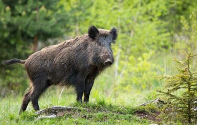 El Gobierno restableció las temporadas de caza y pesca 2020