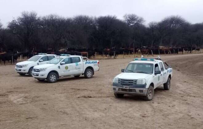Se recuperaron 337 vacunos hurtados en la zona de Rucanelo