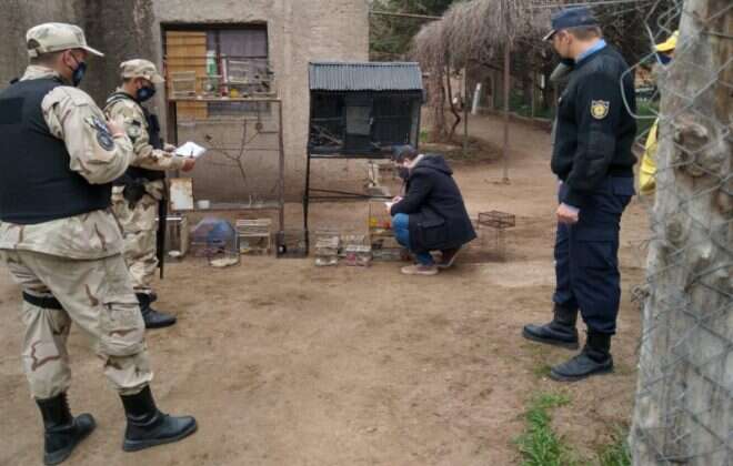 Operativo policial permitió el rescate de aves nativas en una casa