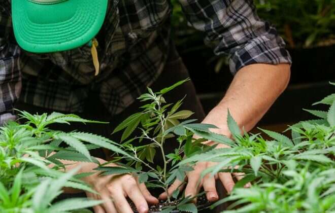 Histórico: Argentina legaliza el autocultivo de cannabis terapéutico