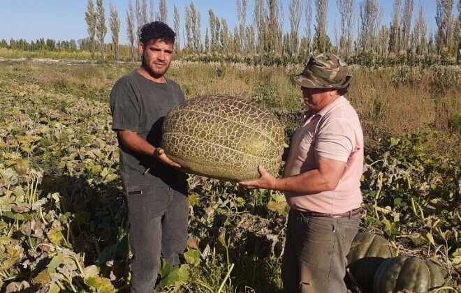 Productores de 25 de Mayo cosecharon zapallos gigantes
