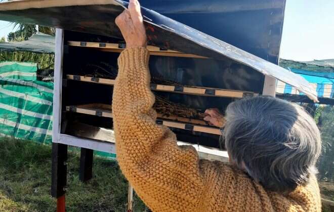 Visita de Cultura a la comunidad Ã‘ancufil Calderón en Quehué