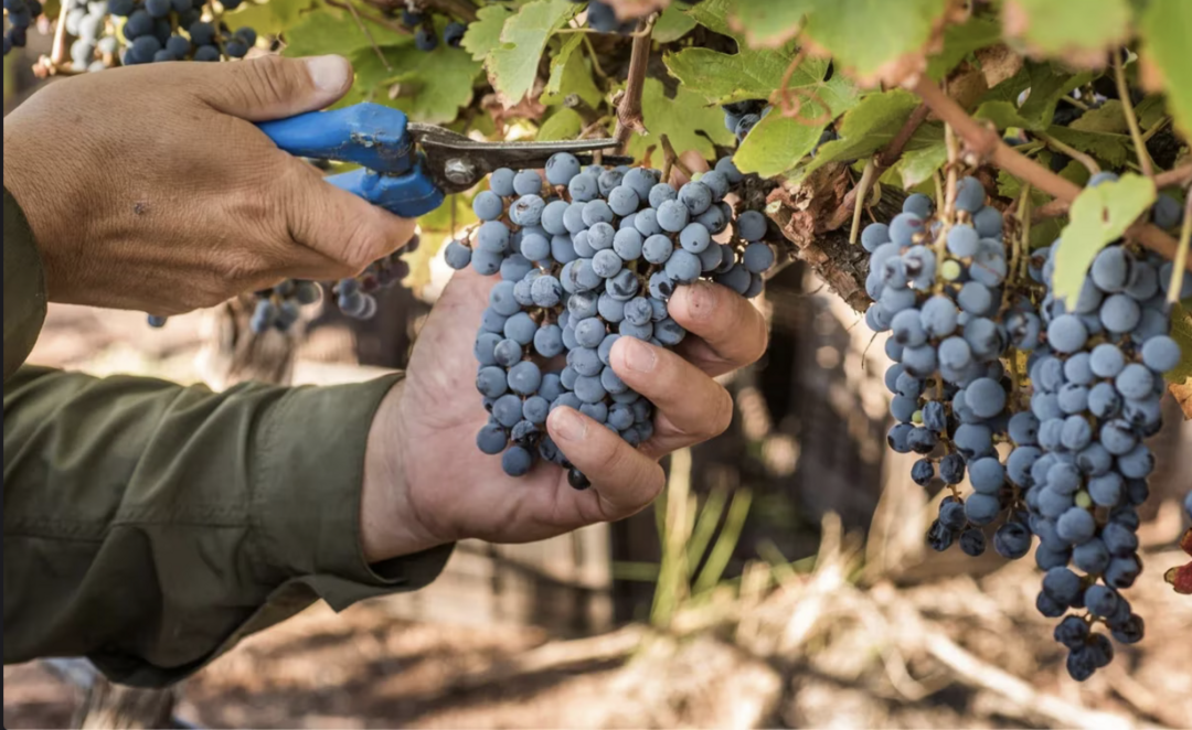Invertir en bodegas y olivares: fue reconocido internacionalmente un modelo de negocios desarrollado en Catamarca