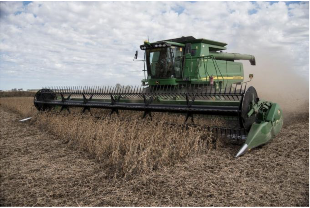 Calculan que la Argentina perderá más de US$1300 millones por la baja de los precios de los granos