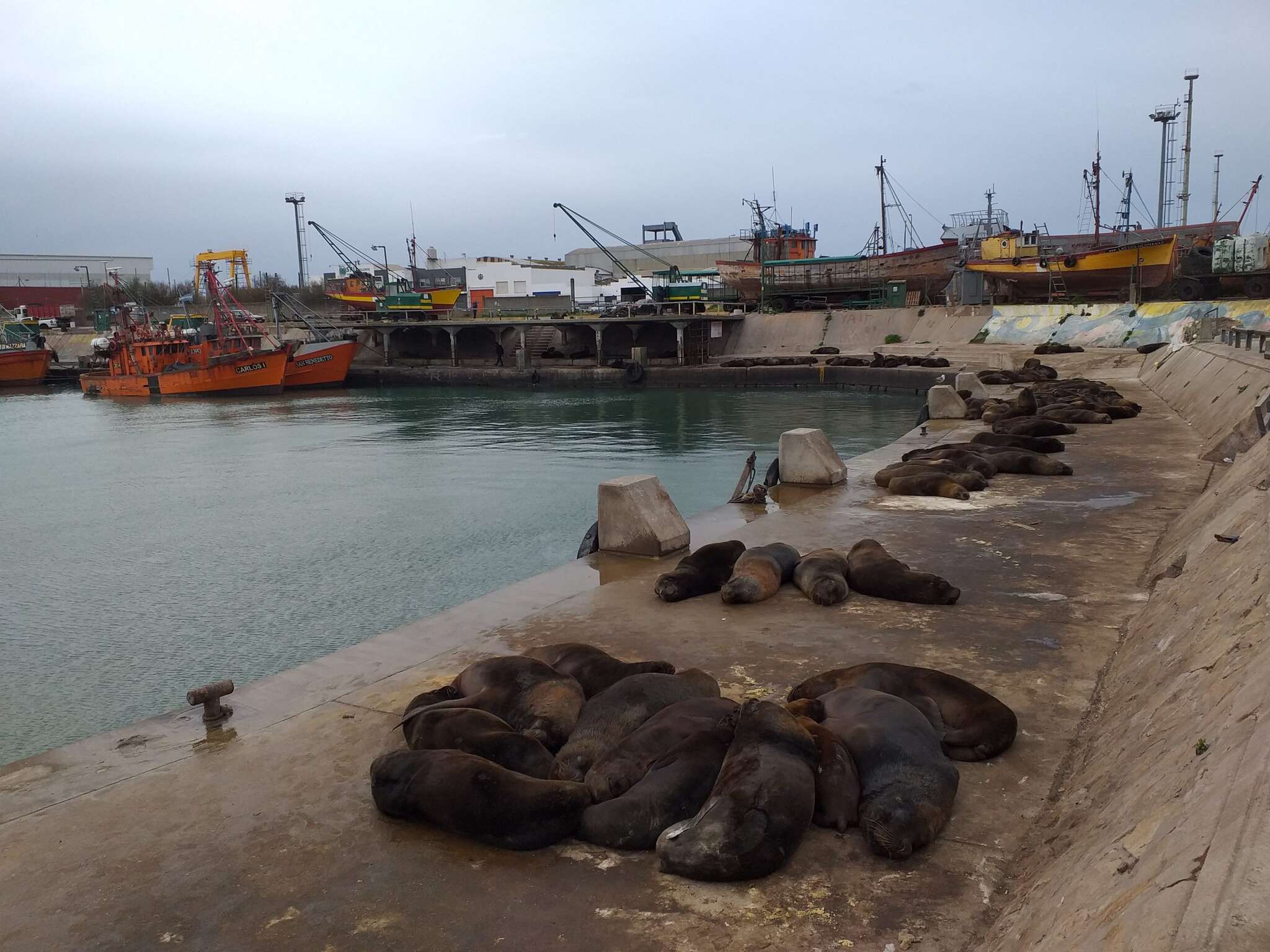 Aumenta la preocupación por la suba de casos de gripe aviar en lobos marinos