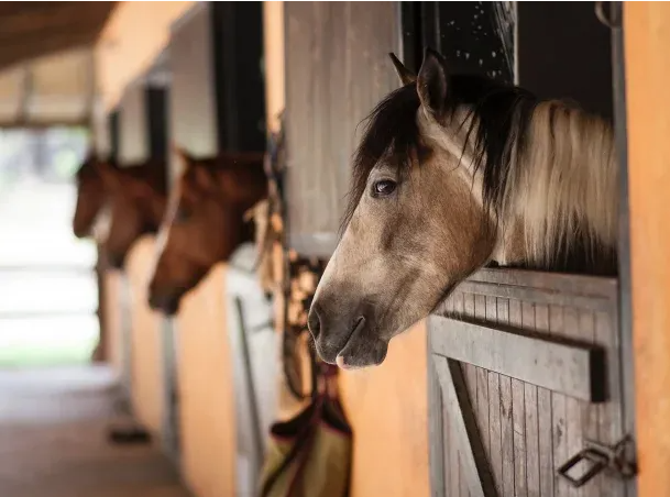 Alerta por un virus que afecta a los caballos y contagia a humanos