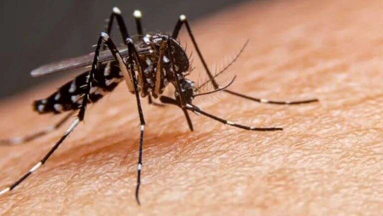 Hay 13 casos activos de dengue en la provincia