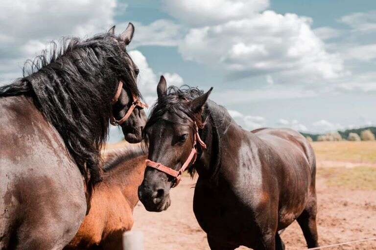 Nuevos casos de encefalitis equina en Toay y Villa Mirasol