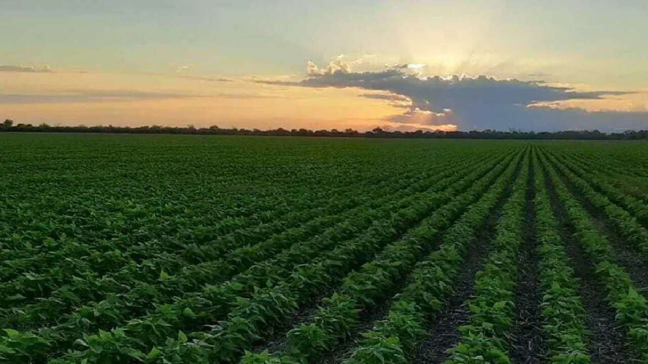 Anta del Dorado: la empresa agrícola salteña que se la jugó para no ser soja dependiente