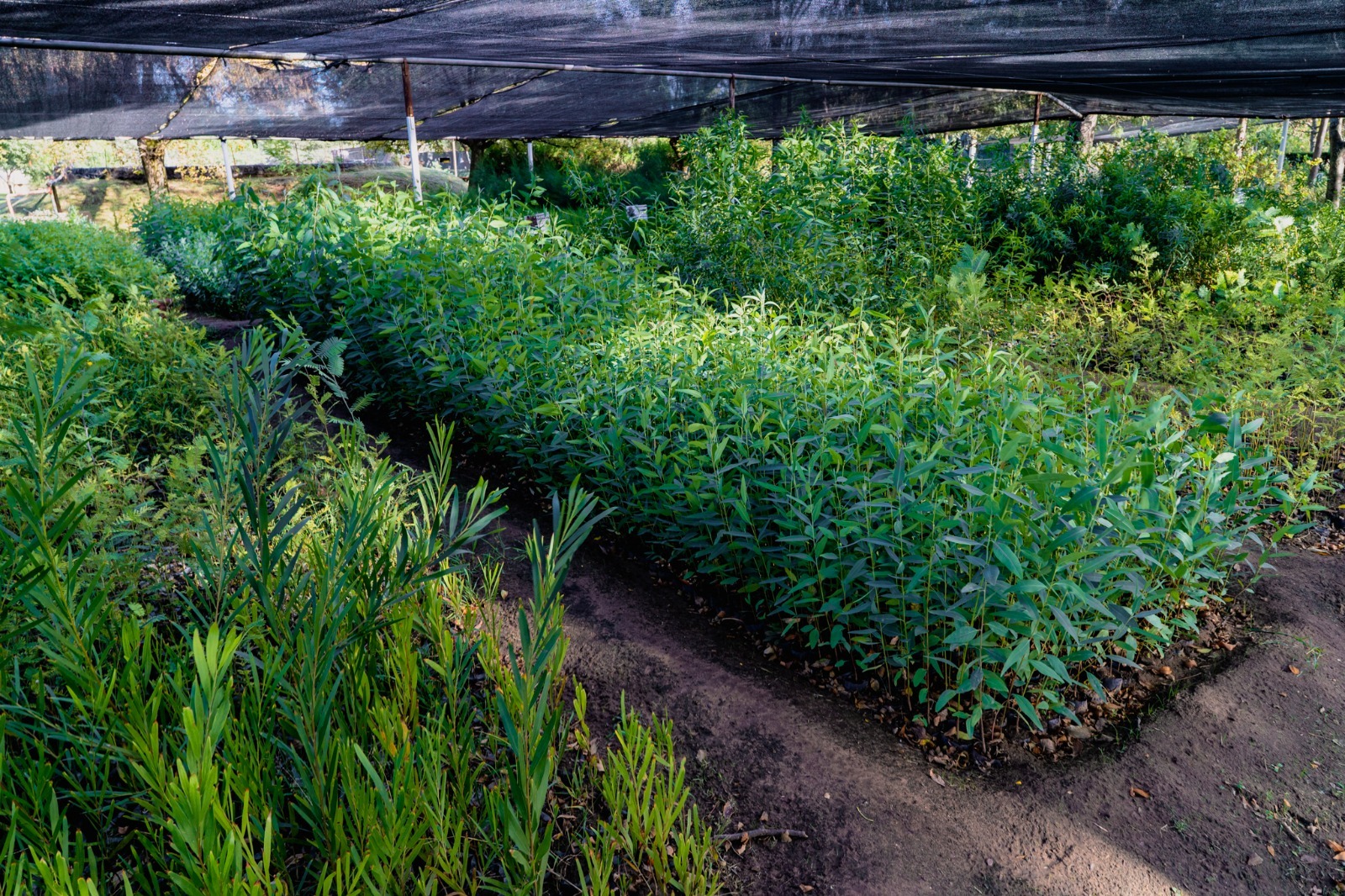 La Pampa: Inicia la venta de plantas en viveros provinciales a partir del 17 de marzo