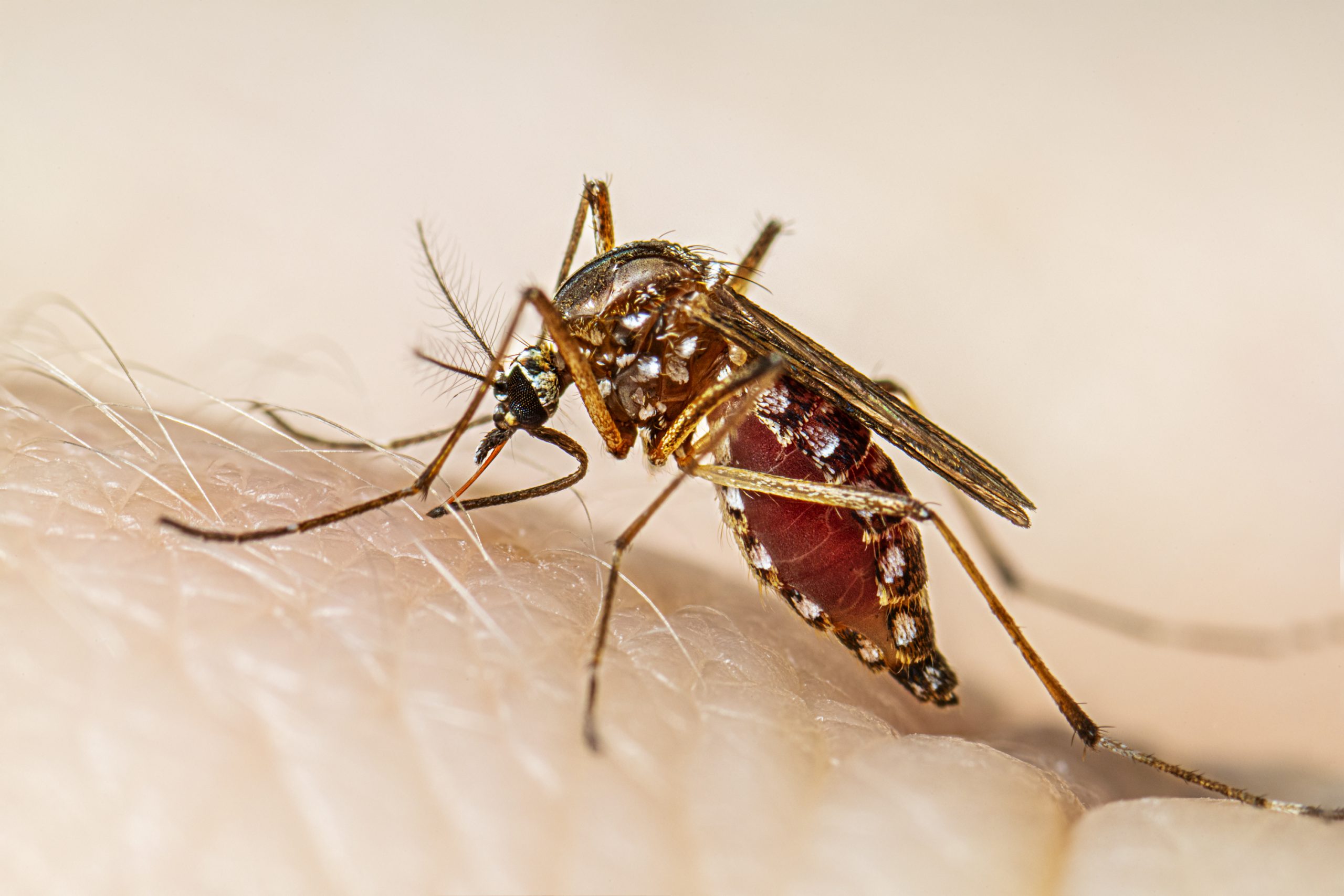 Dengue: ya son 63 los casos en toda La Pampa