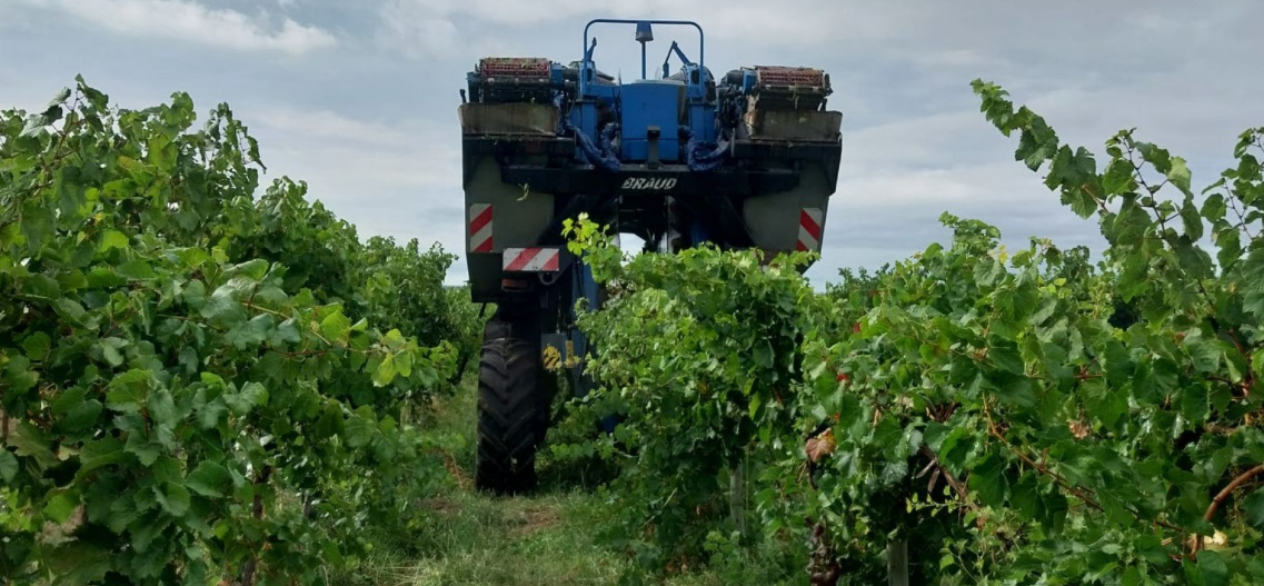 Se cosecharon más de mil toneladas de uva durante la vendimia de La Pampa