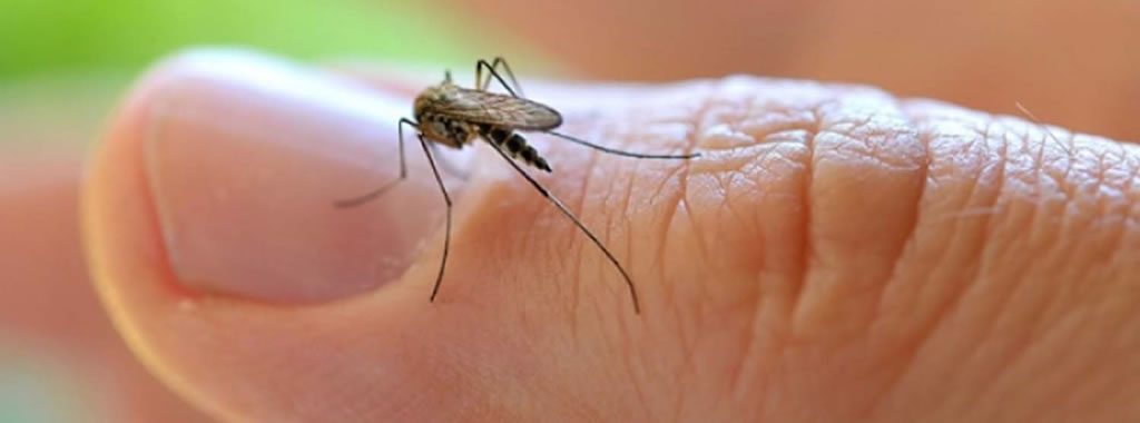 General Pico: se duplicaron los casos de dengue