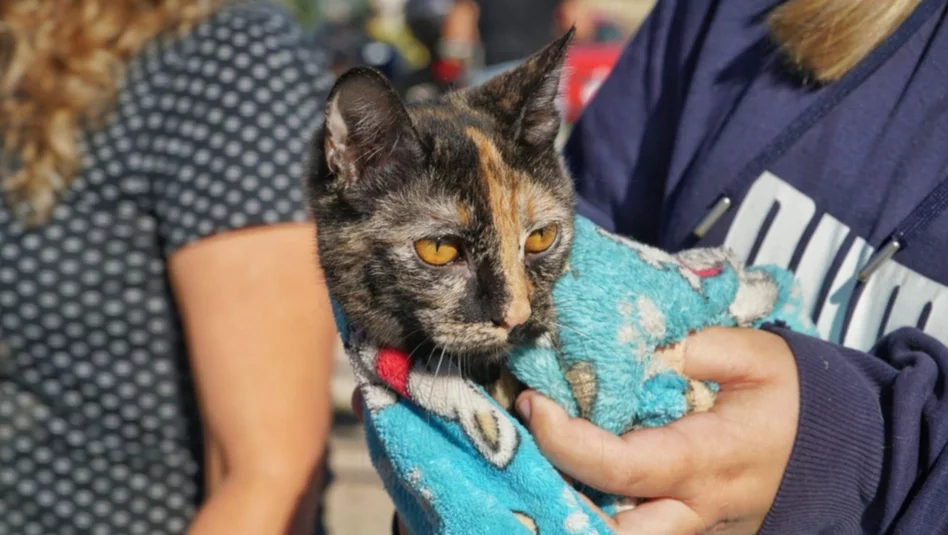 Alerta en Salliqueló: detectaron un caso de rabia en un gato que mordió a seis personas