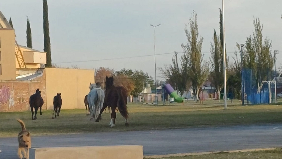 Caballos sueltos causaron preocupación en Santa Rosa
