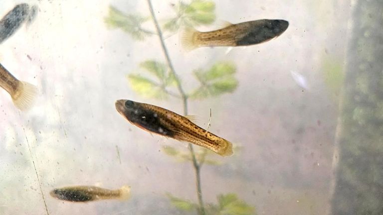 Peces gratis contra el dengue: la novedosa iniciativa de la UBA