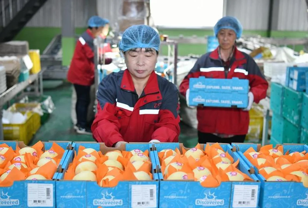 China: el Gobierno anunció que comenzó a exportar peras a la Argentina