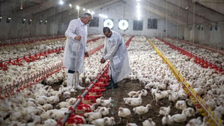 Brasil: el Gobierno instala barreras sanitarias por un brote de gripe aviar que frena las exportaciones