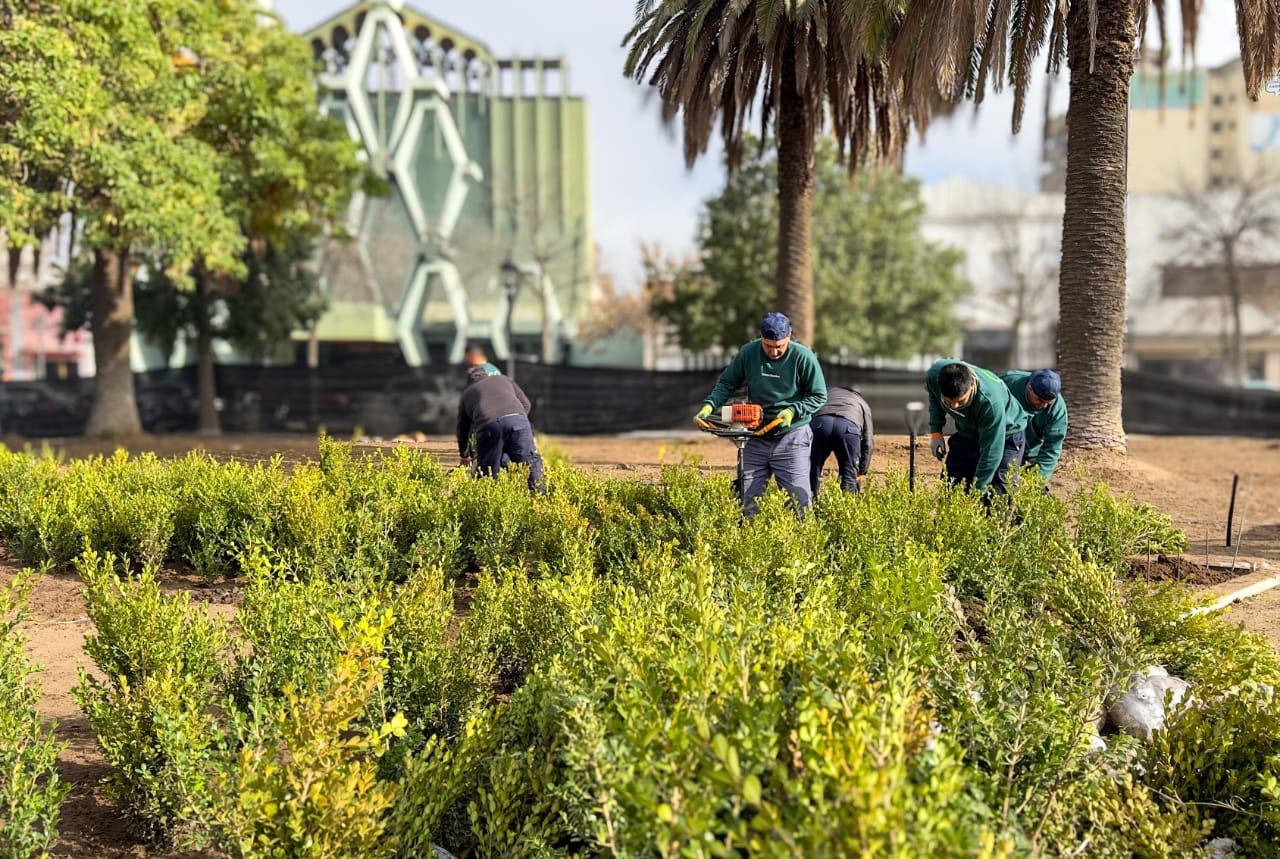 Santa Rosa: comenzaron a plantar nuevas especies en la renovación de la plaza San Martín
