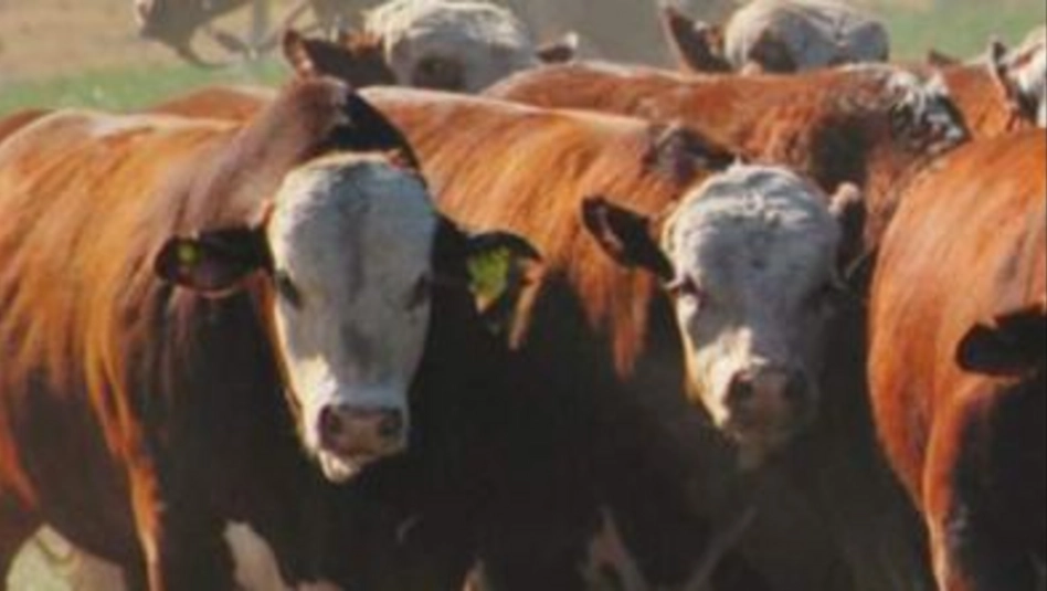 La Pampa perdió más de medio millón de cabezas de ganado en un año