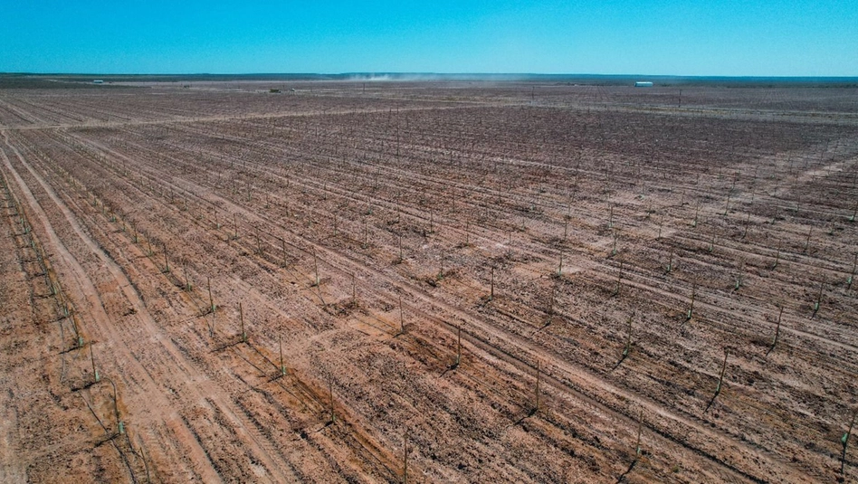 Destacan el crecimiento del polo pistachero pampeano en Casa de Piedra