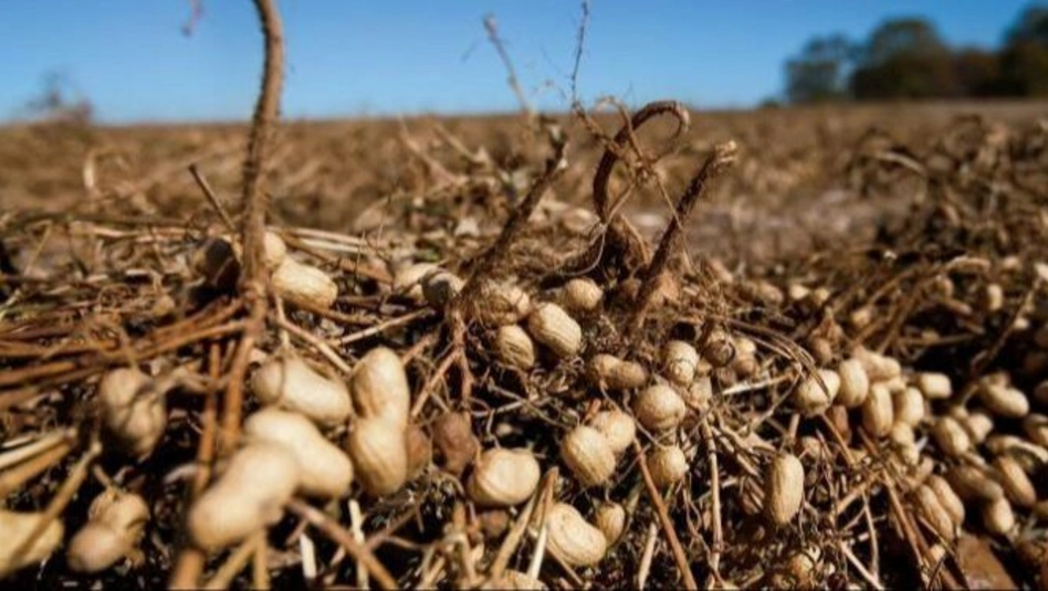 El maní en La Pampa tuvo una campaña histórica con rendimientos récord