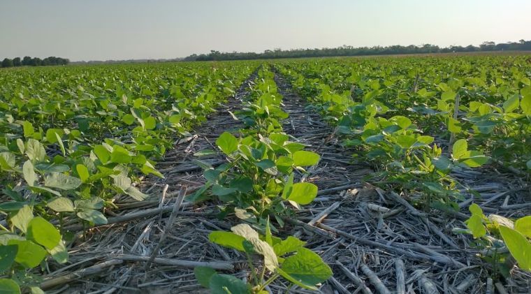 Los productores agropecuarios celebran su día: tres historias que destacan los roles sustentables