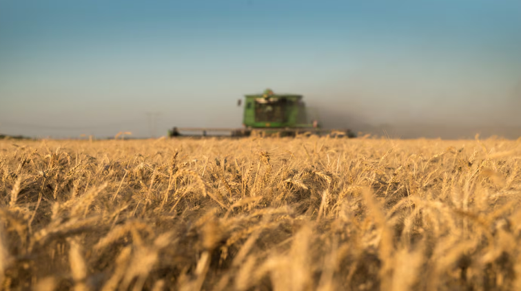 Las exportaciones de trigo fueron récord en agosto con más de 790 mil toneladas embarcadas