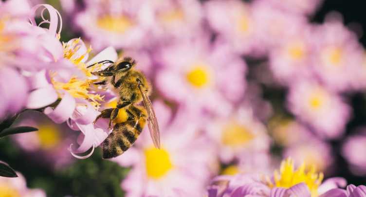 Las abejas y las avispas no se acercarán a tu jardín si intercalás estas plantas entre tus flores