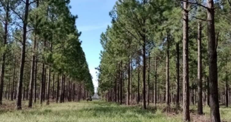 Crecieron 34,5% las ventas externas de productos maderables y Estados Unidos lidera los destinos