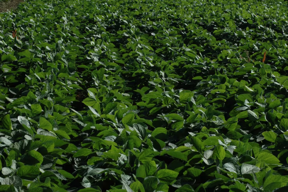 Diagnóstico y manejo de la soja: buscan equilibrio nutricional en los suelos argentinos