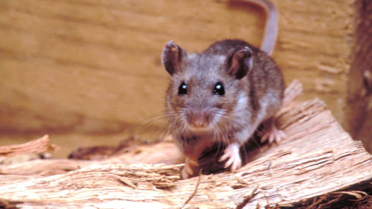 Bariloche: confirmaron un caso de hantavirus