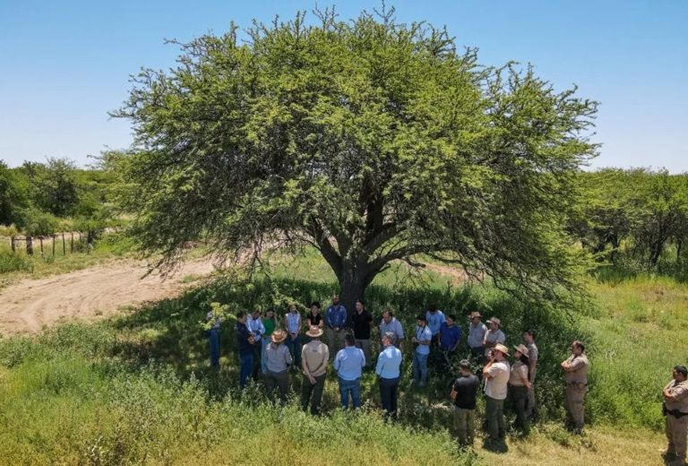 Córdoba, La Pampa y San Luis se unen para proteger el Caldén