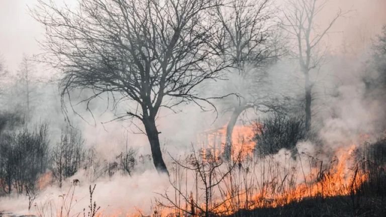Riesgo “extremo” por incendios forestales en varias provincias, entre ellas La Pampa