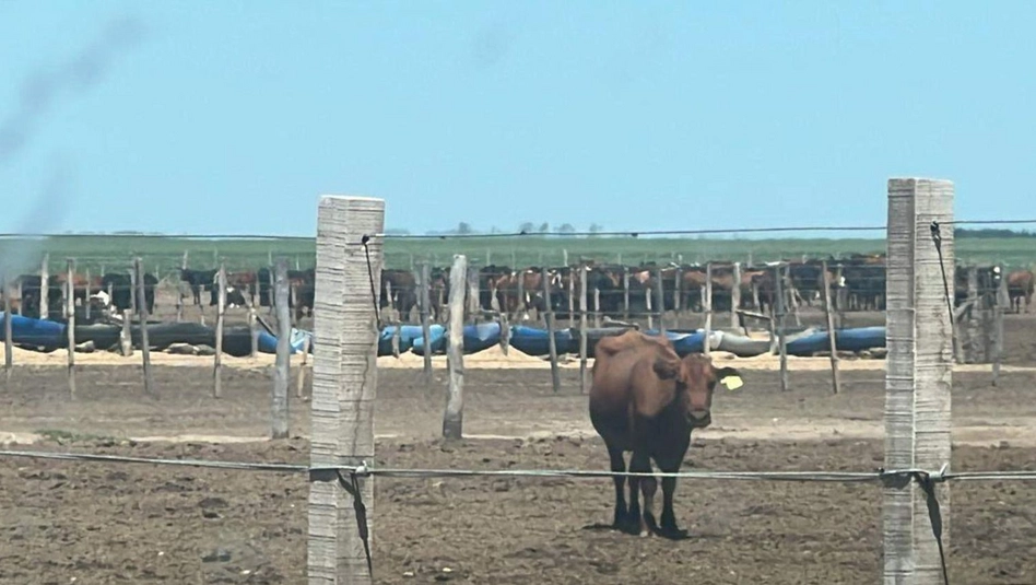 General Pico: recuperaron más de mil vacunos vinculados a una estafa millonaria con cheques sin fondo