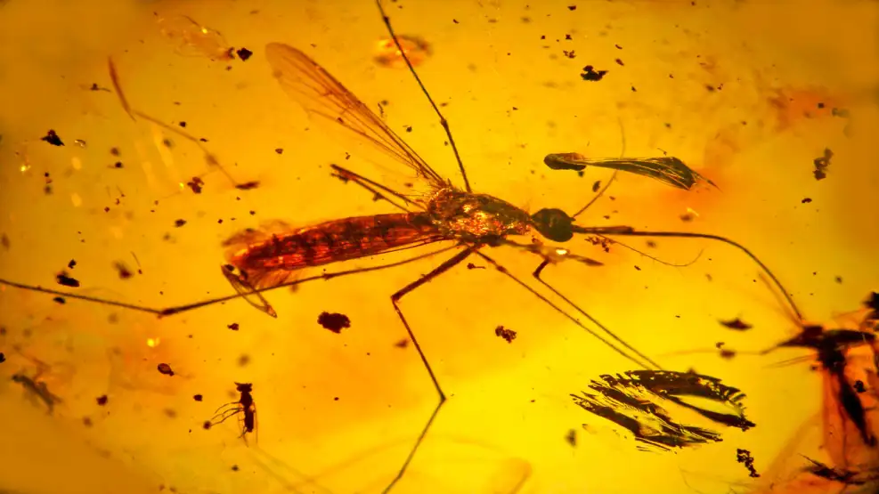 La ciencia le da la razón a Jurassic Park: los mosquitos conservan ADN de sus presas