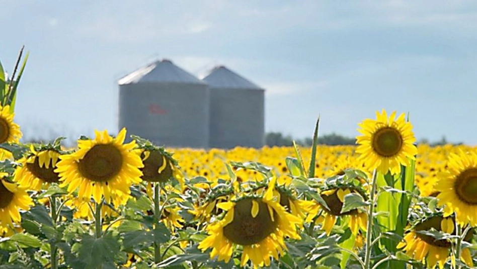 Girasol: proyectan la mejor cosecha de la última década