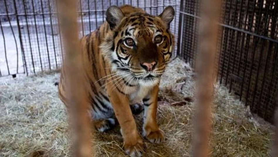 Luján: trasladan animales que aún permanecían en el ex zoológico