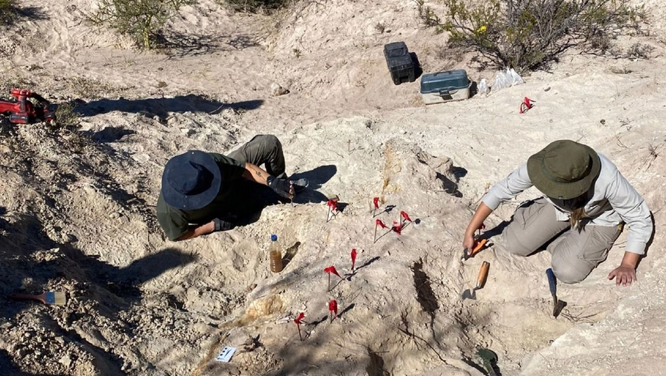 25 de Mayo: hallaron restos de titanosaurio en zona petrolera