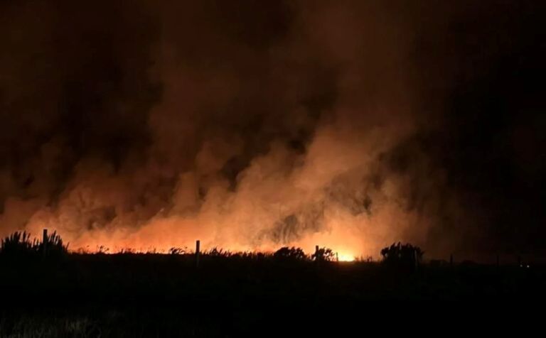 Mar del Plata: incendio forestal con más de 200 hectáreas arrasadas
